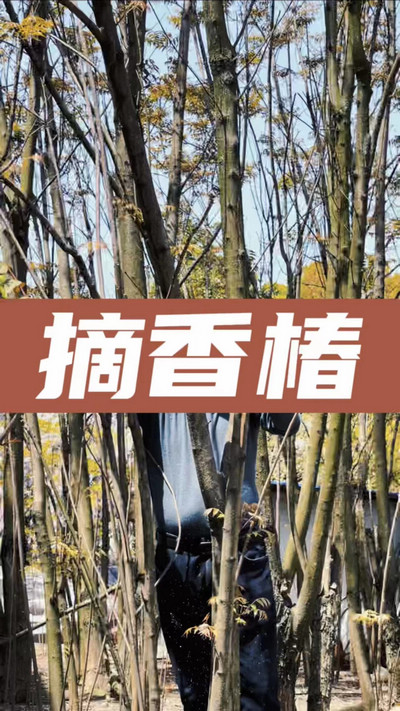 香椿鸡蛋有，就缺二两酒！