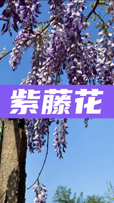 春有约，花不误，陌上紫藤香如故。